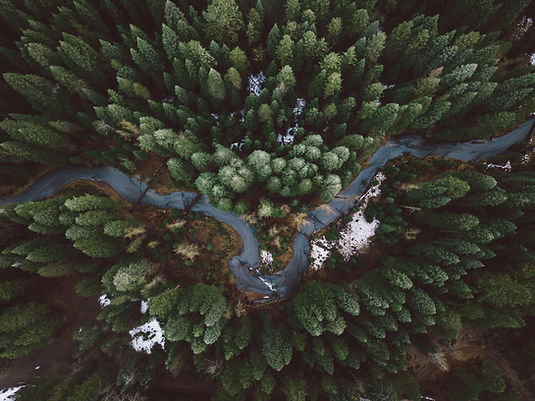 Rainforest Action Initiative